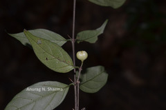 Canthium angustifolium